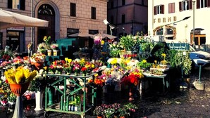 Un marché aux fleurs où sont exposées différentes plantes en pot et fleurs coupées.
