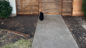 A wooden gate with a keypad lock, a concrete pathway, and a black cat sitting on the ground. - Updated Modern House North Dallas! (Dallas)