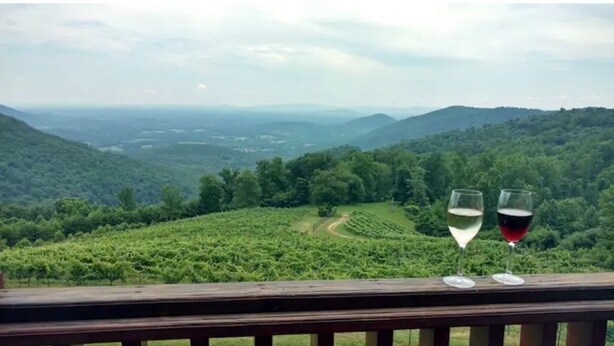 A vineyard with a wooden deck overlooking lush green hills.