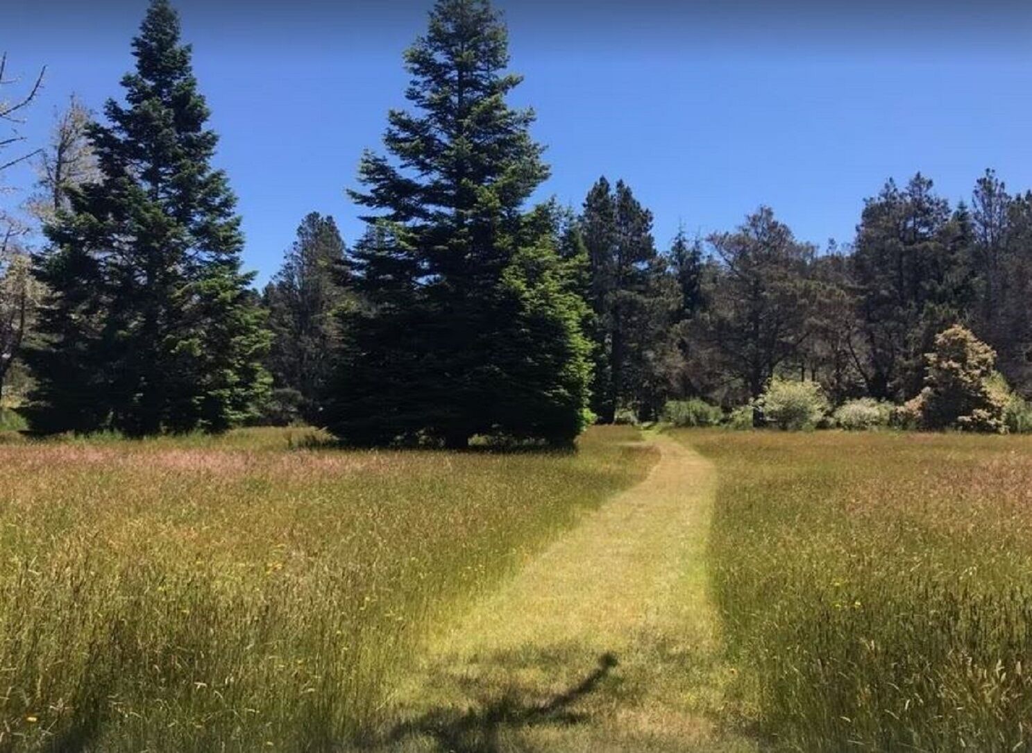 Un sendero despejado a través de un campo cubierto de hierba, con altos árboles a ambos lados.