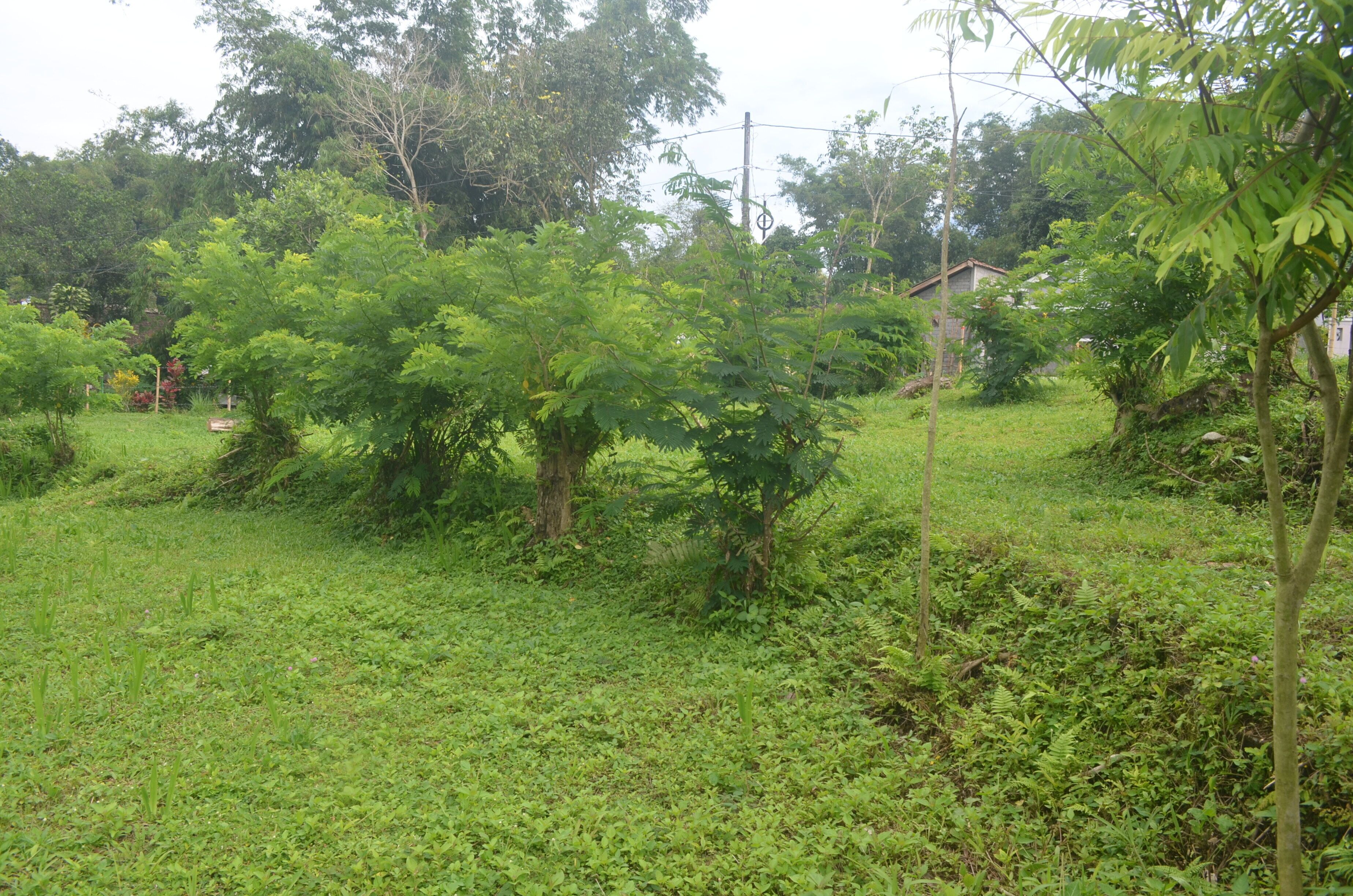 A lush green landscape with trees and a grassy field.