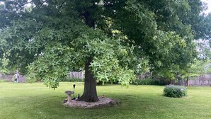 Un arbre, un abreuvoir pour oiseaux et une petite statue dans une cour bien entretenue et couverte d’herbe.
