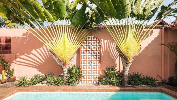 Una piscina con borde de azulejos, rodeada de plantas y un muro con diseño geométrico.