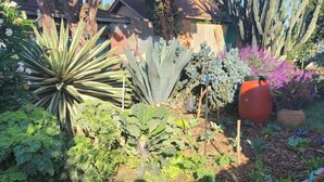 A garden with various plants and a red barrel. - Urban Farm House +Hot Tub+Pool (Long Beach)