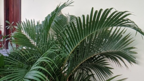 A potted palm plant in a hallway with a door and a light switch on the wall. - Hoa Anh Dao Garden Hotel (Ho Chi Minh City)