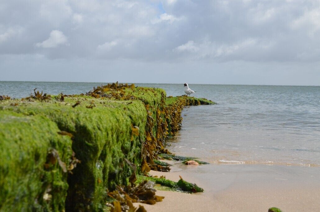 Ein Strand mit grünlich-algenbewachsenen Felsen und einer Möwe am Ufer.