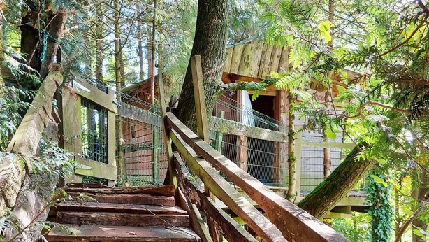 Una escalera de madera que lleva a una casa en los árboles en un bosque.