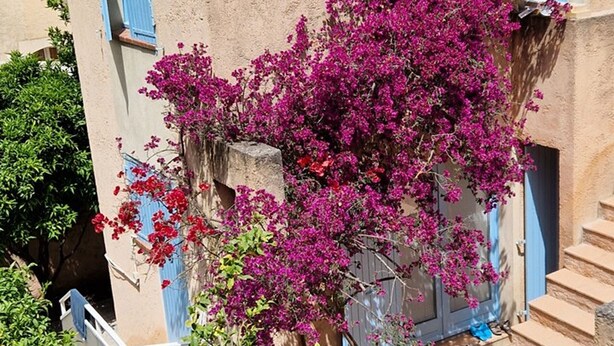 A building with a stone staircase and a tree with pink flowers.