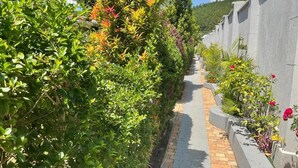 A pathway lined with lush green foliage and flowering plants, bordered by a brick walkway and a concrete wall. - Zebi Ecolodge (Hoima)