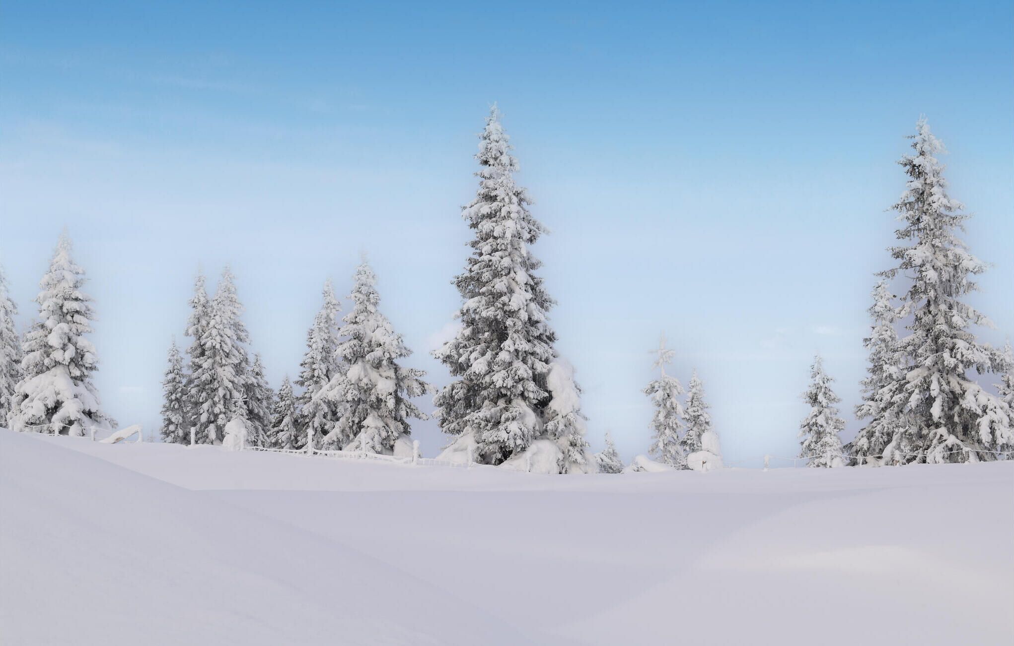 Un paysage enneigé avec de grands arbres à feuilles persistantes.
