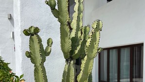 Um cacto em vaso com pedrinhas brancas, uma planta em vaso com flores cor-de-rosa e um edifício moderno com grandes janelas e fachada branca.