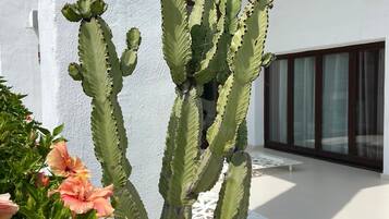 Un cactus en una maceta con guijarros blancos, una planta en maceta con flores rosas y un edificio moderno con amplias ventanas y fachada blanca.