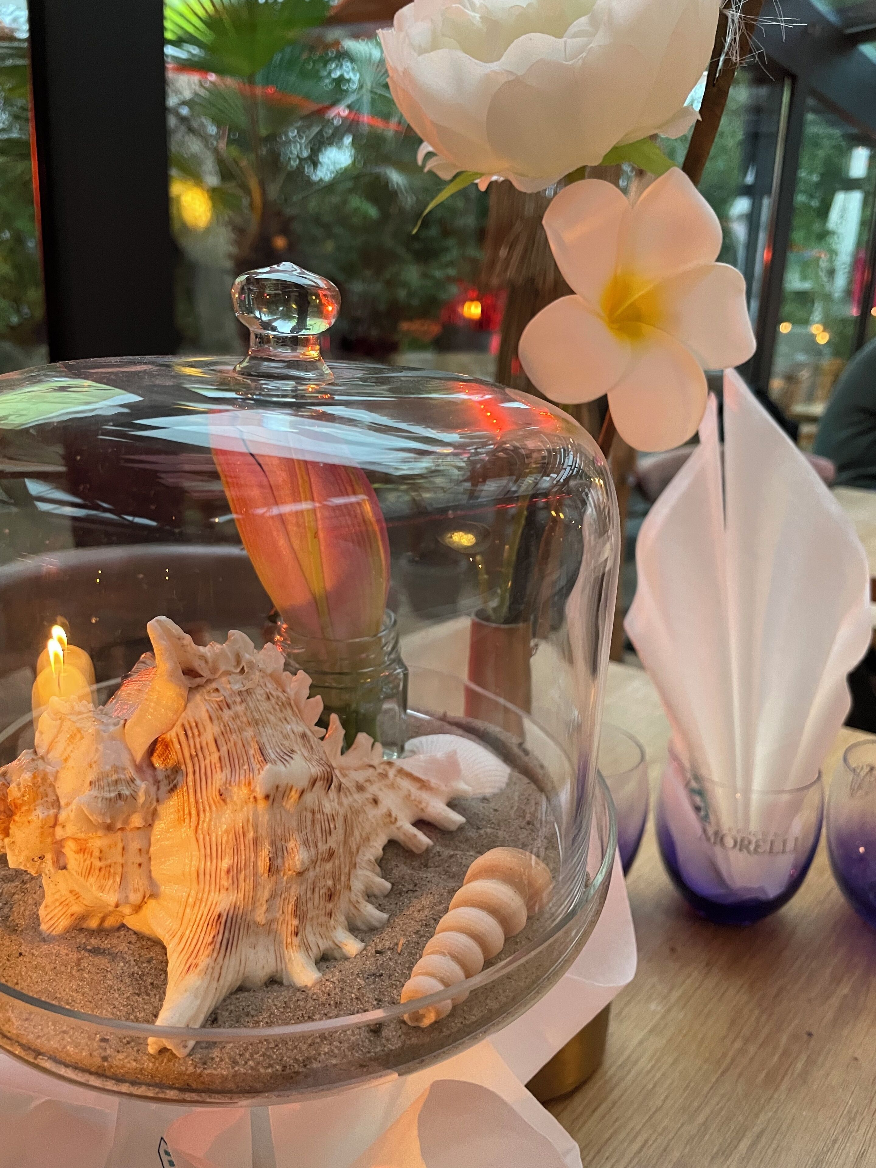 Eine Vitrine mit Meeresschalen und einer Blume.