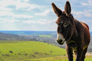 A donkey standing on a grassy hill with a scenic landscape in the background. - Hitton Séjours Nature (Biran)