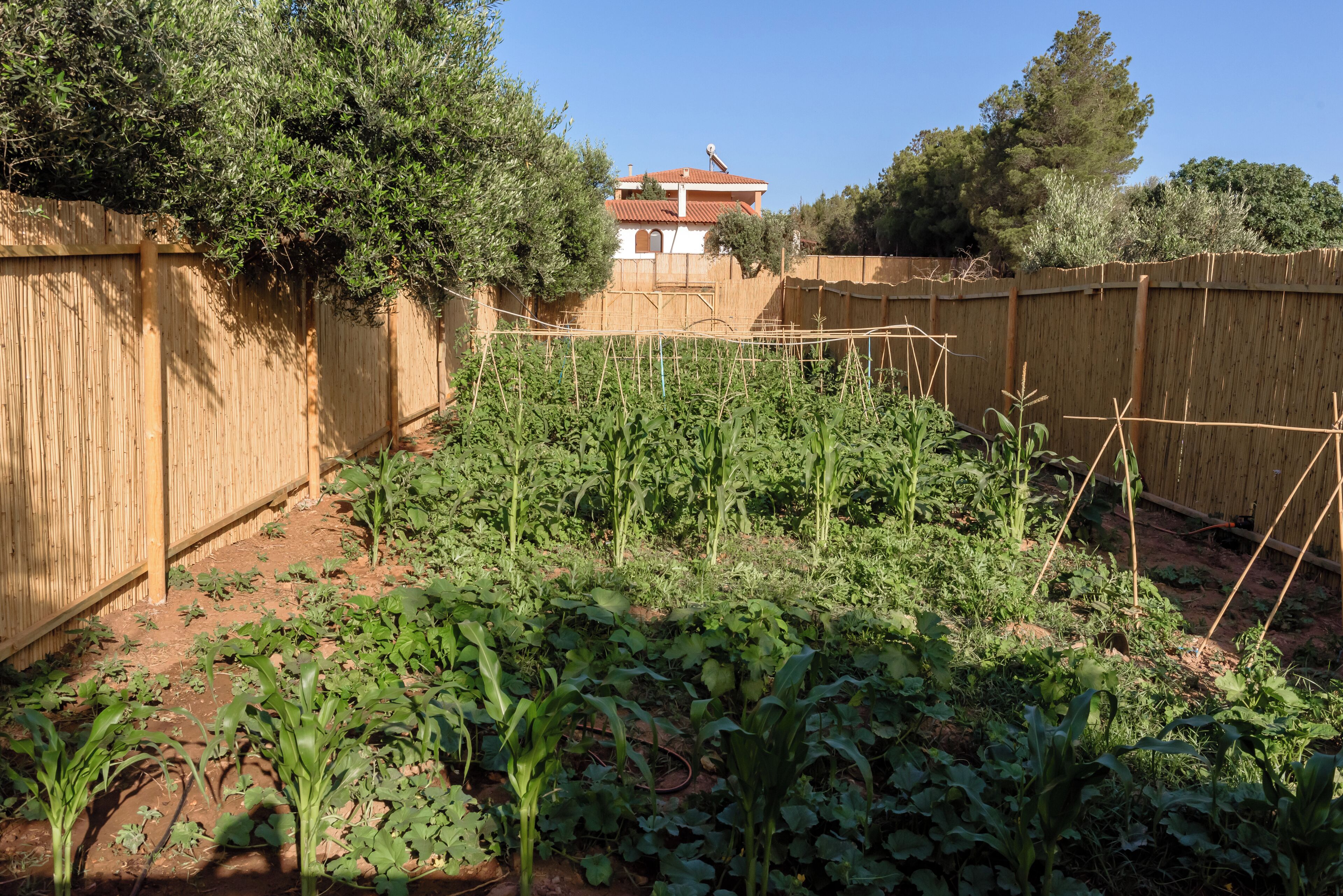 A garden with various plants and a wooden fence.