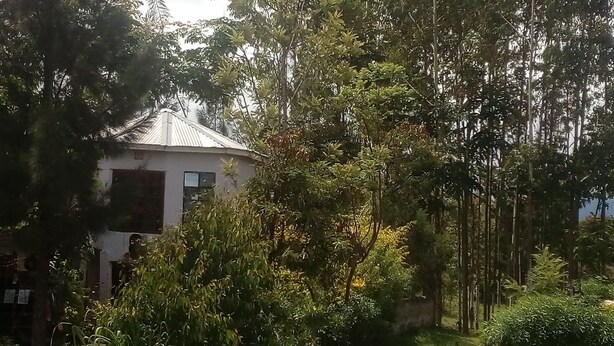 A house surrounded by dense greenery and tall trees. - natural environment from river side (ARUSHA)