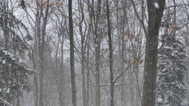 A snow-covered street with bare trees and parked cars.