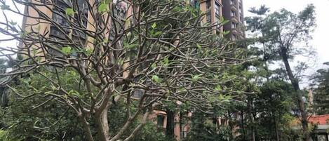 A tree in a landscaped area with a building in the background.