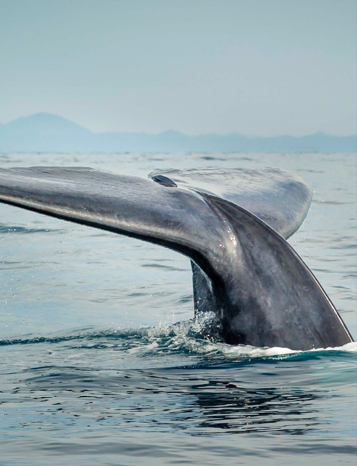 De staart van een walvis steekt uit het water.