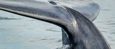 A whale's tail emerging from the water.
