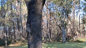 Un árbol con una cama de mantillo circular en su base.