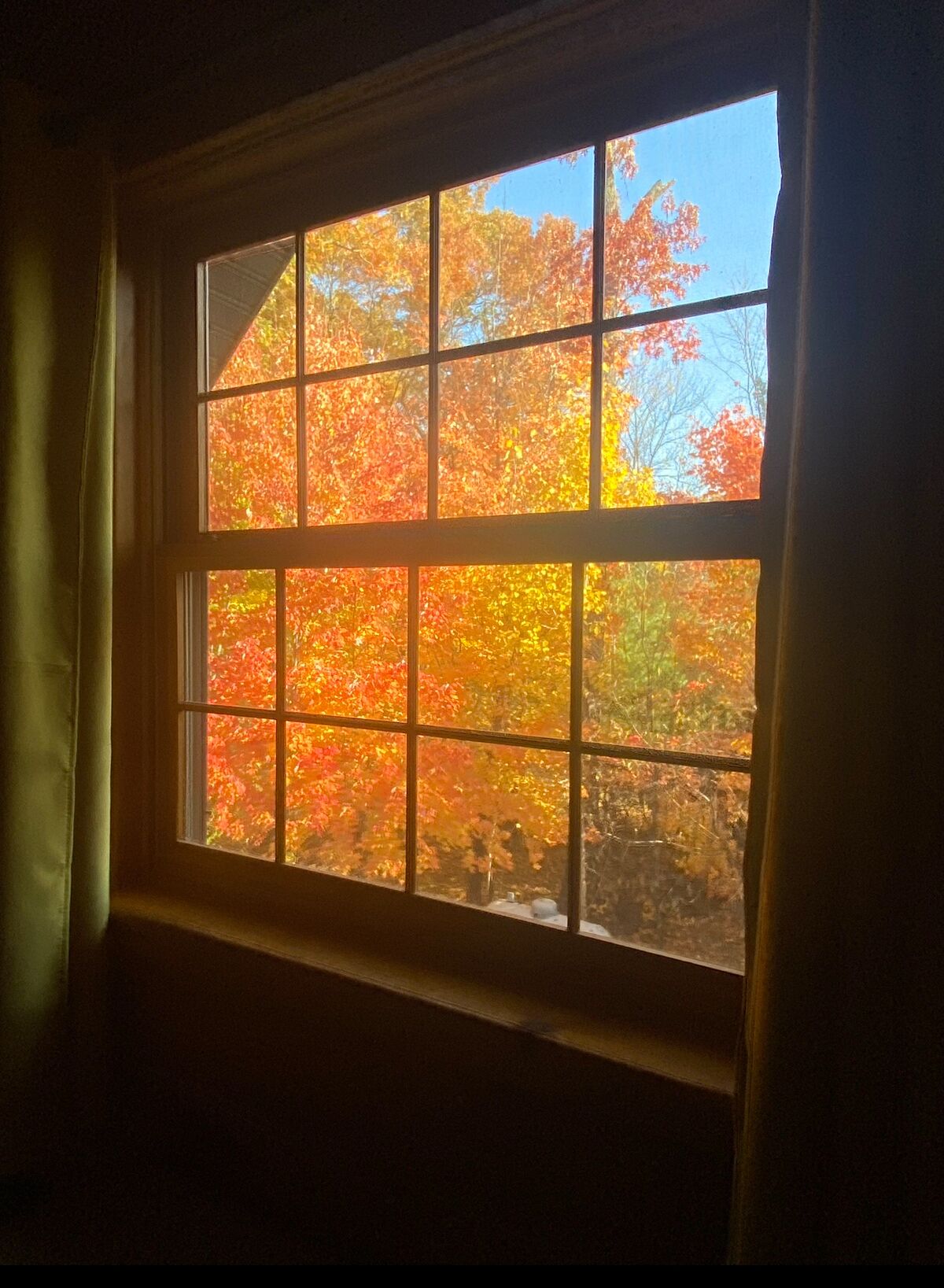 Una ventana con vista al follaje otoñal.
