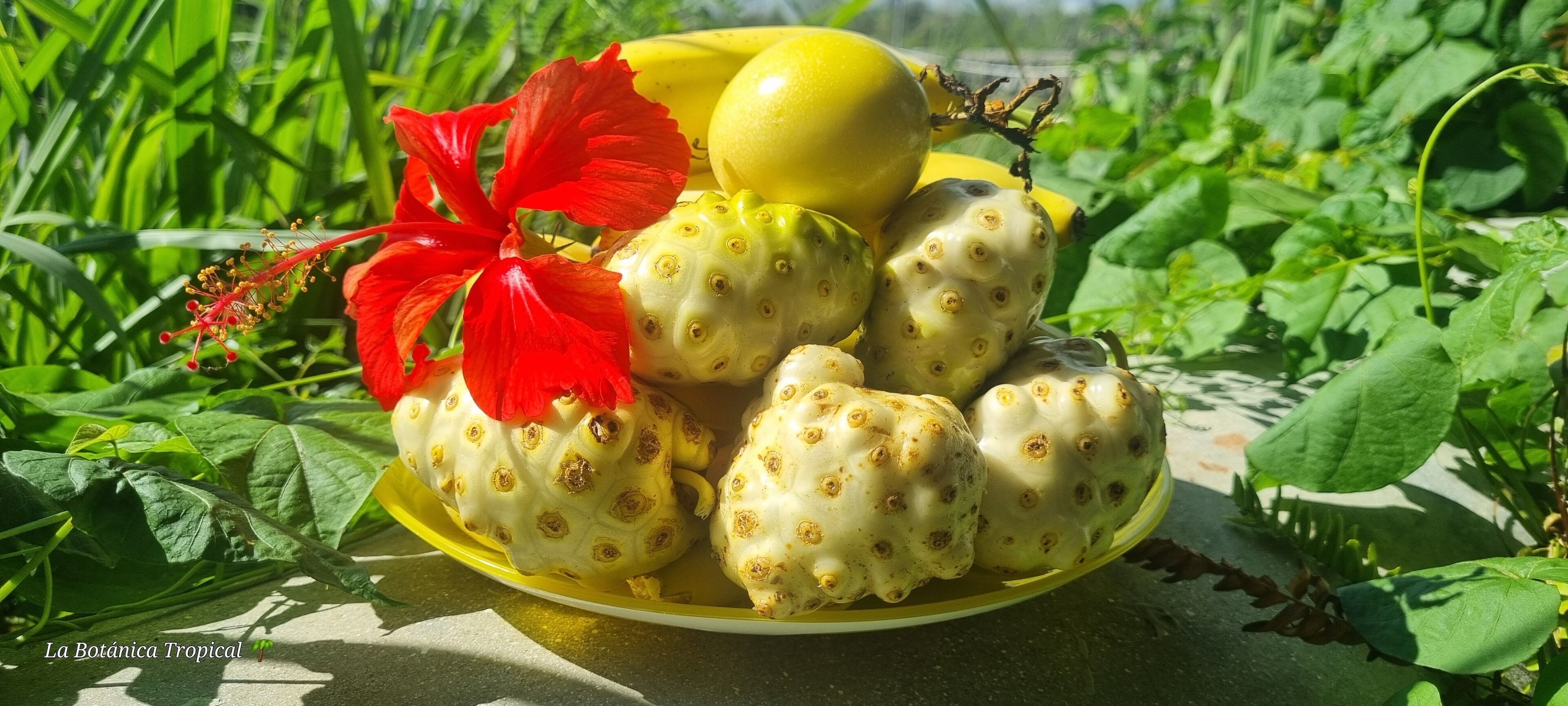Photo - Unique and quiet APARTMENTS La Botánica Tropical