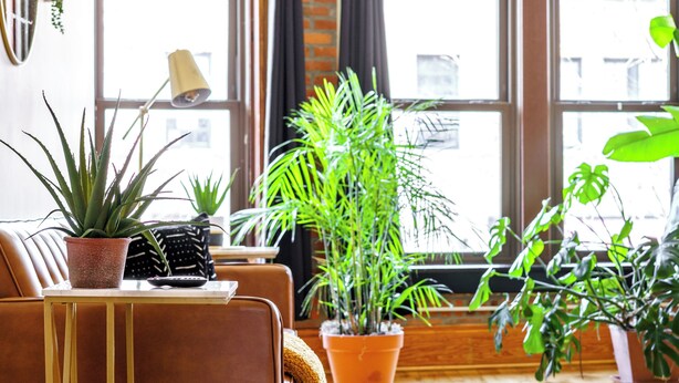 A living room with a brown sofa, a coffee table, and several potted plants. - Jungle House Luxury Lofts – Short North High Street (Columbus)