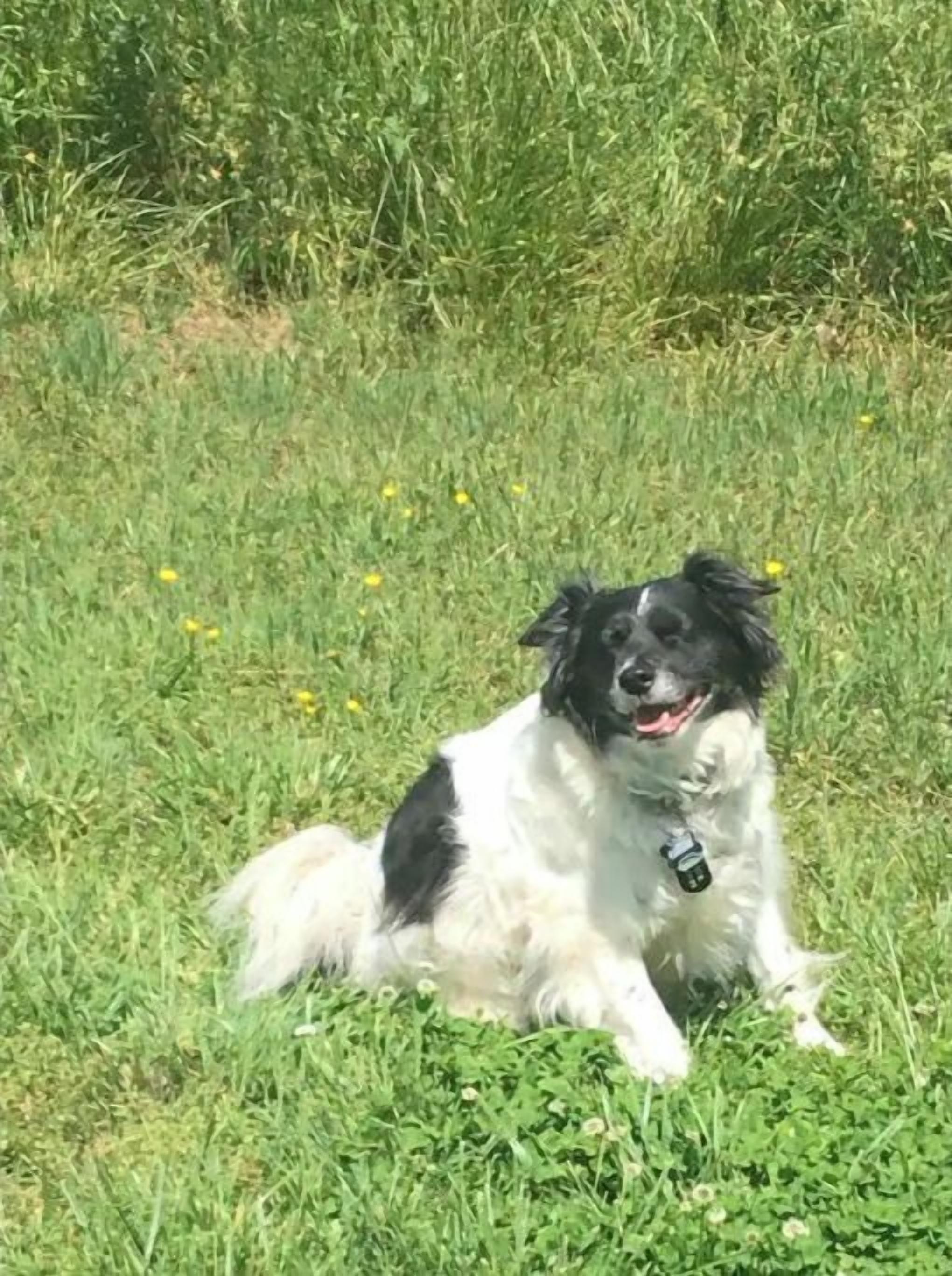 Un chien allongé sur l’herbe.