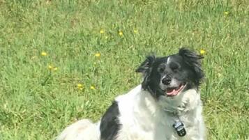 Un chien allongé sur l’herbe.