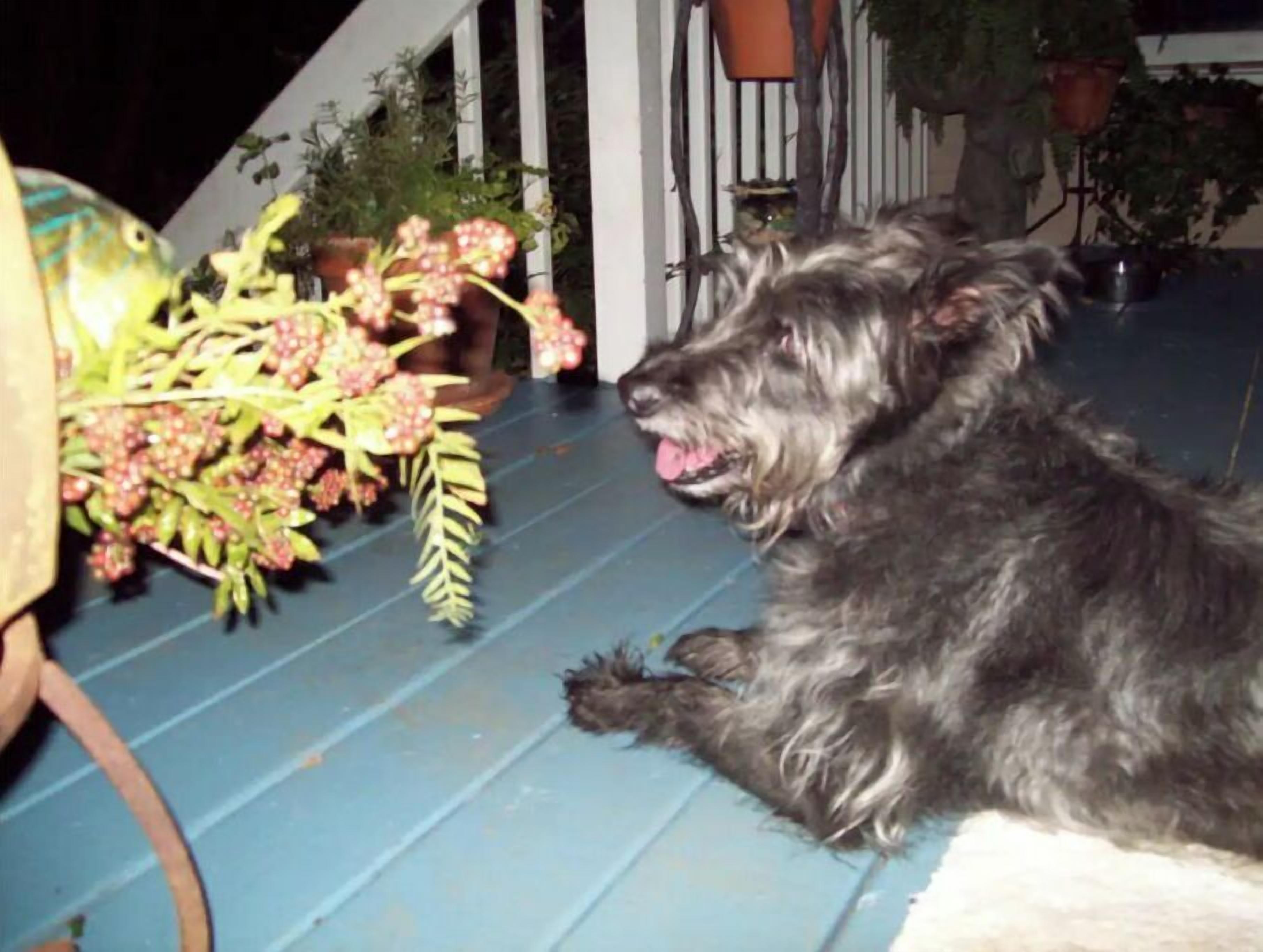 Un perro descansando en un porche azul con una planta cerca.