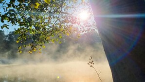 A misty lake with sunlight filtering through trees.