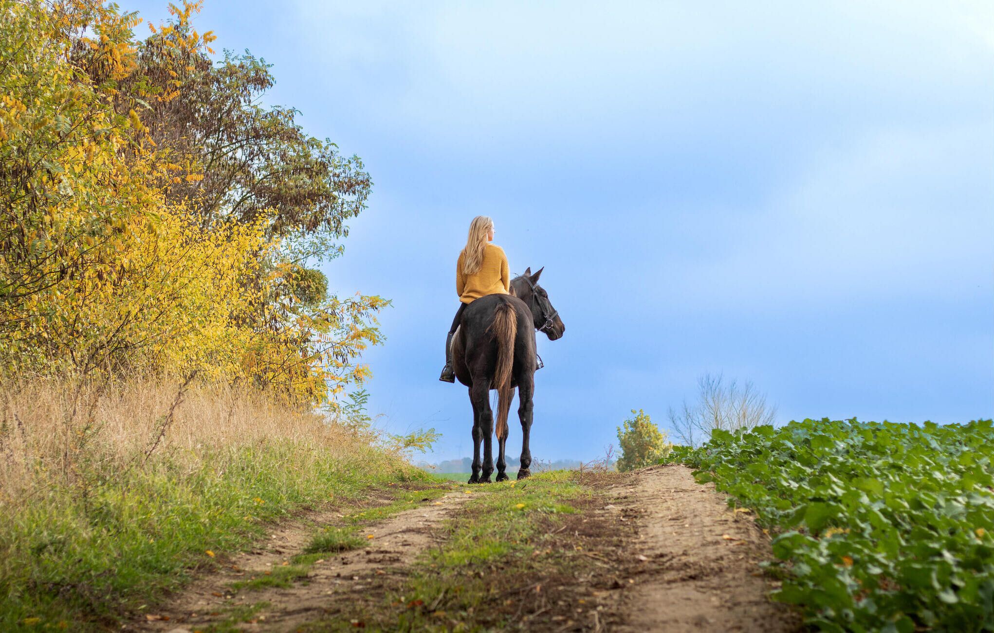 A dirt path with a horse and rider.