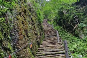 A wooden staircase leading up a moss-covered rock wall in a forested area.