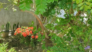 A garden with various plants and a concrete wall in the background. - Casa Shalom Buzios Official (Armação dos Búzios)