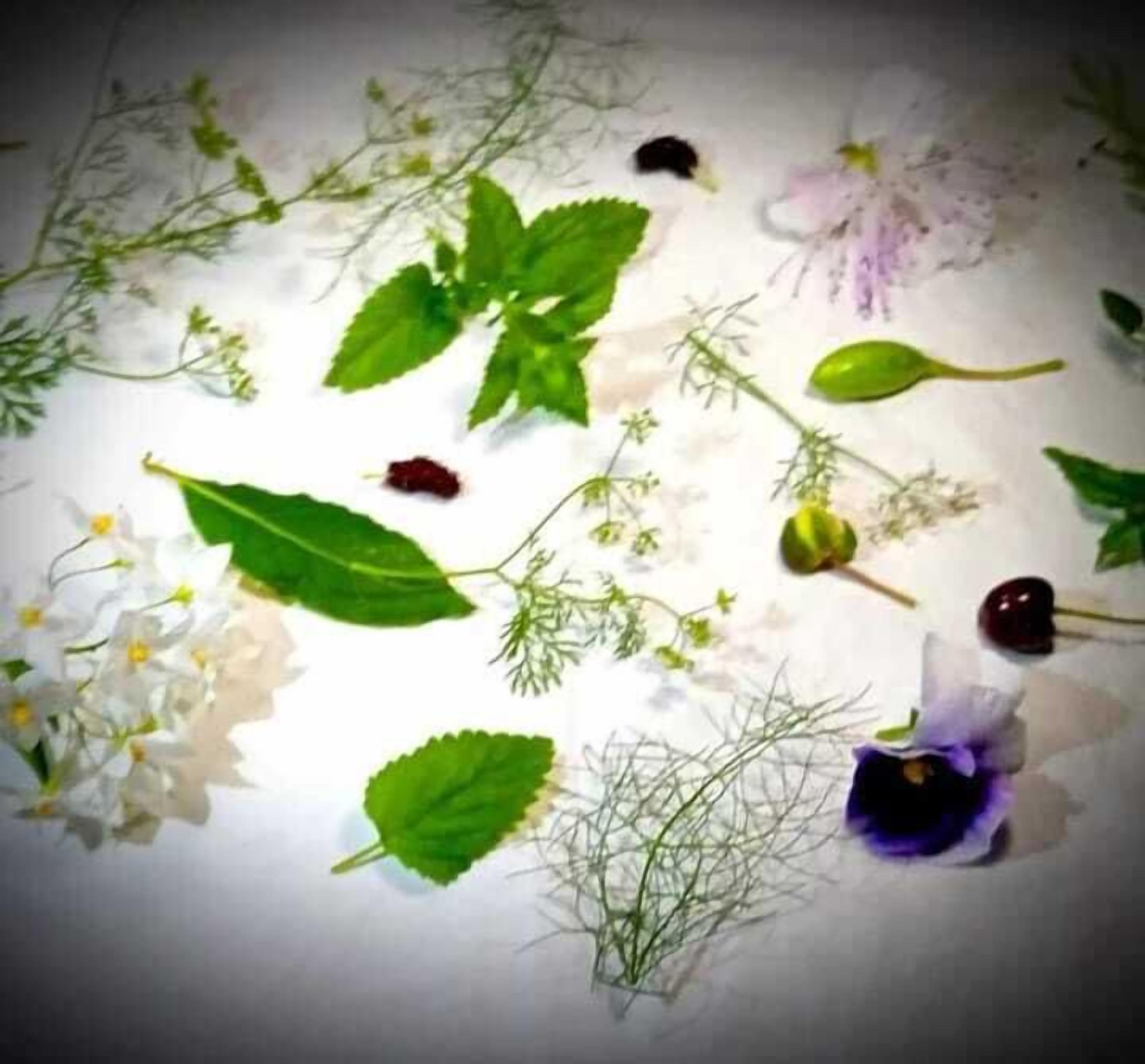 Diversas plantas y flores sobre una superficie blanca.