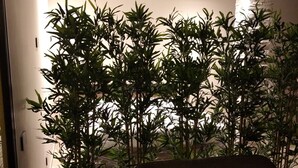 Une pièce avec un fauteuil moderne, une plante en pot et un luminaire fixé au mur.