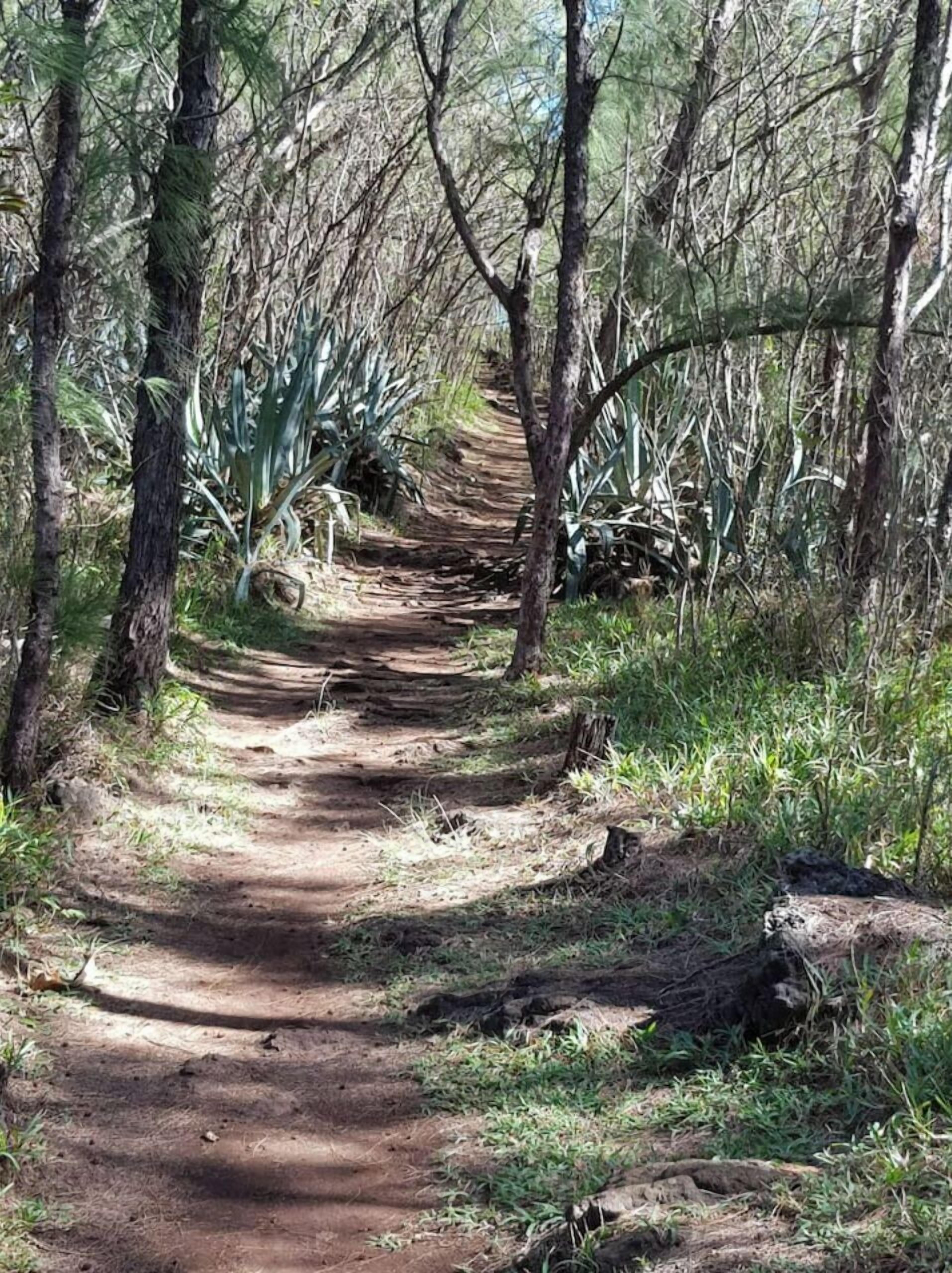A dirt path through a forested area with trees and vegetation on either side.