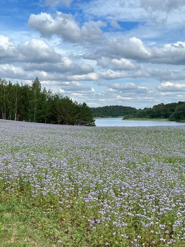 Un campo de flores moradas con un lago y árboles al fondo.