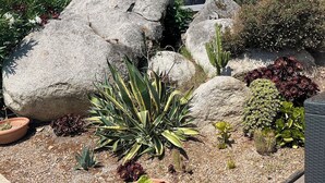 A garden with large rocks, various plants, and a pool. - Villa Avec Piscine (Porto-Vecchio)