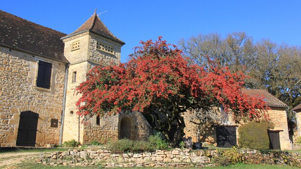 A stone building with a tower and arched windows, surrounded by a stone wall and a tree with red foliage.