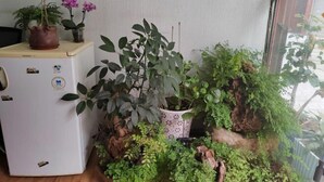 A room with a white refrigerator, a potted plant with purple flowers, and a small indoor garden with various plants and a rock formation. - Yuxi Jinhua Hotel (Yuxi)