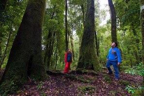 A forest with tall trees and a person in red and blue clothing. - Cabañas Choshuenco (Panguipulli)