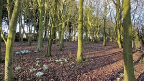 A forested area with trees and a ground covered in fallen leaves. - Tall Pines Lodge Dog Friendly, Nr Sutton on Sea (Mablethorpe)
