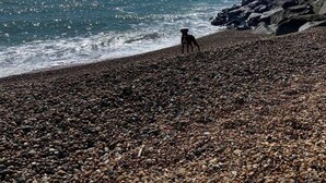 Ein felsiger Strand mit einem Hund, der auf den Kieselsteinen steht.
