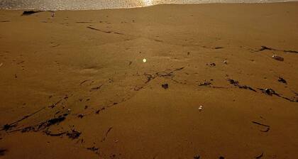 La maison de Gaia-spa-swimming pool-quiet between sea and marshes, charm-comfort