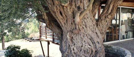 Vila | Halaman properti