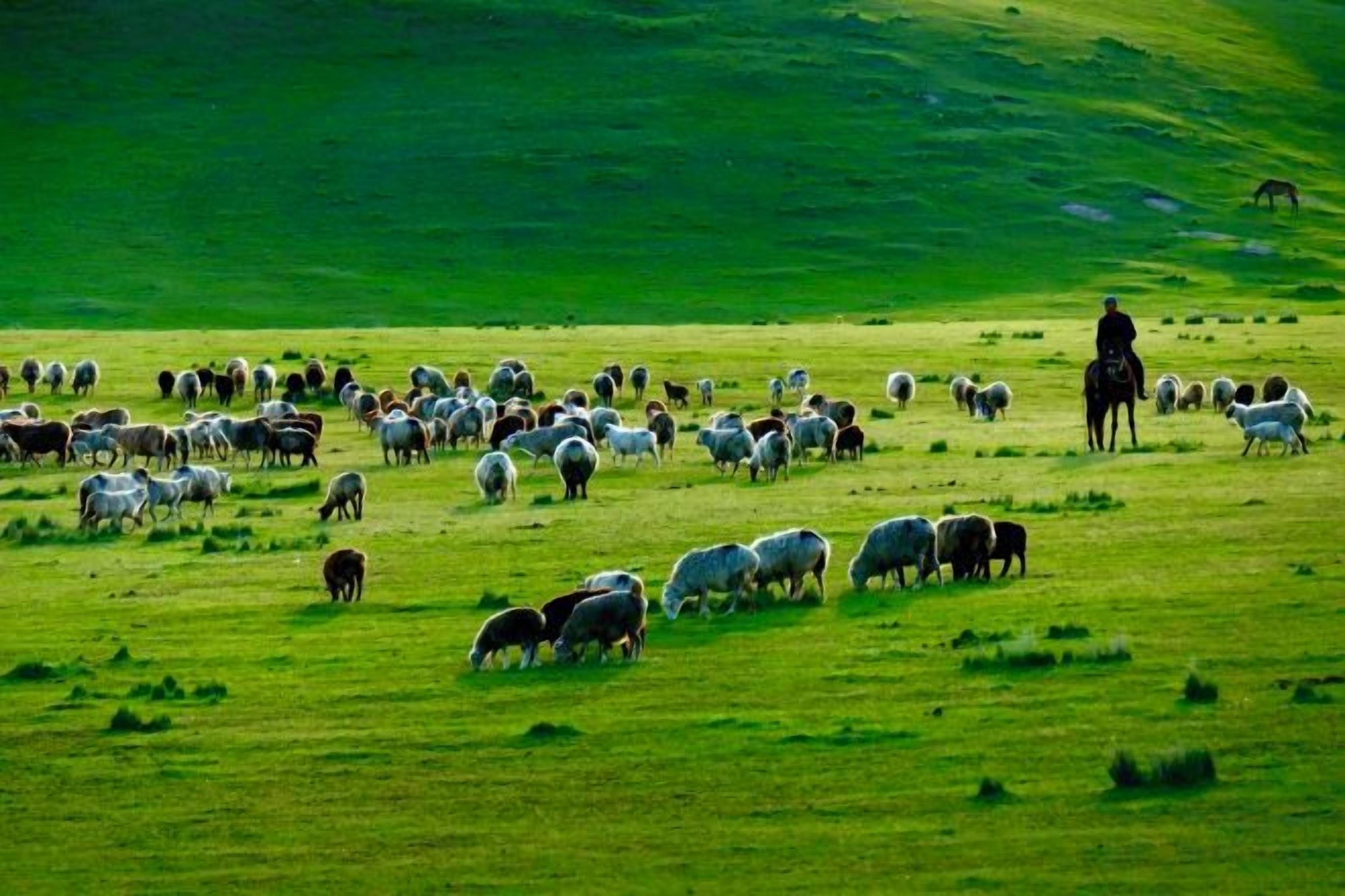 Un vaste champ ouvert où paît un troupeau de moutons, et où l’on aperçoit une personne à cheval.