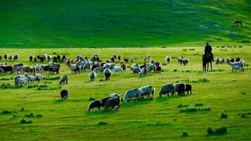 Un vaste champ ouvert où paît un troupeau de moutons, et où l’on aperçoit une personne à cheval.
