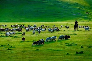 A large open field with a herd of sheep and a person on horseback. - Yuxiangyuan Hotel (Gongliu)